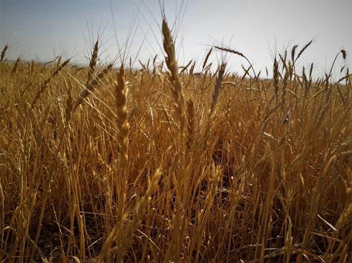 گندم-محصول-کردستان