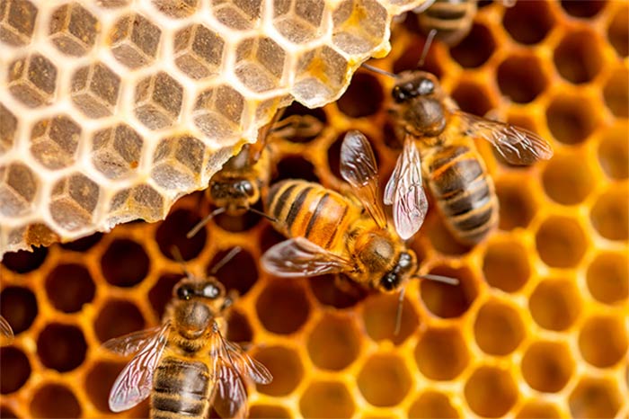 عسل چگونه تولید می شود