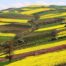 دیار-مازندران