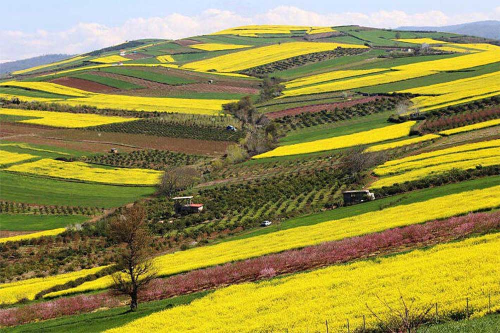 دیار-مازندران